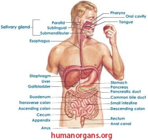 human_digestive_system